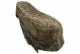 Woolly Mammoth Lower M Molar - Poland #235247-1
